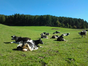 Die Tiere genießen die Sonne