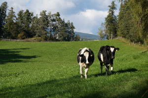 Le mucche sul prato