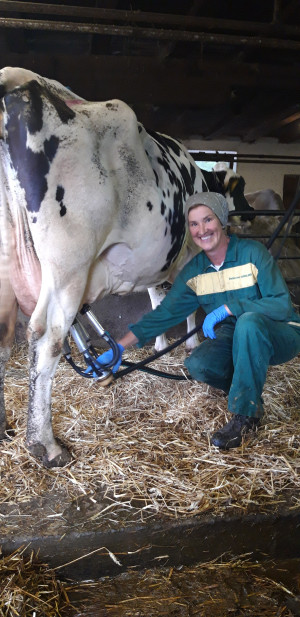 la contadina al lavoro - mungere le mucche