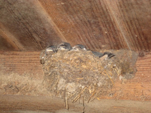 le rondini nella stalla