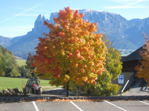 Herbst - Törggelen  in Südtirol Ritten