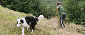 Cane Mira e la raccolta del fieno
