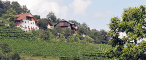 Haus mit Weingarten