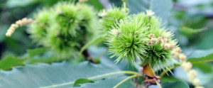 Le castagne giovane