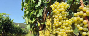 il Müller Thurgau prima della raccolta