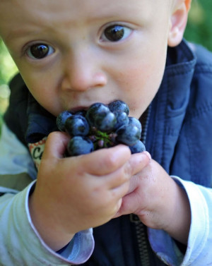 Simon aiuta alla vendemmia