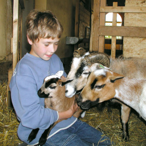 Lilli, Lola und Nelli