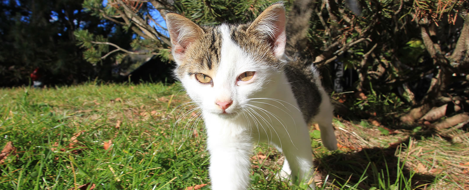Unsere neugierige Katze Heino beim erkundschaften des Hofes. 