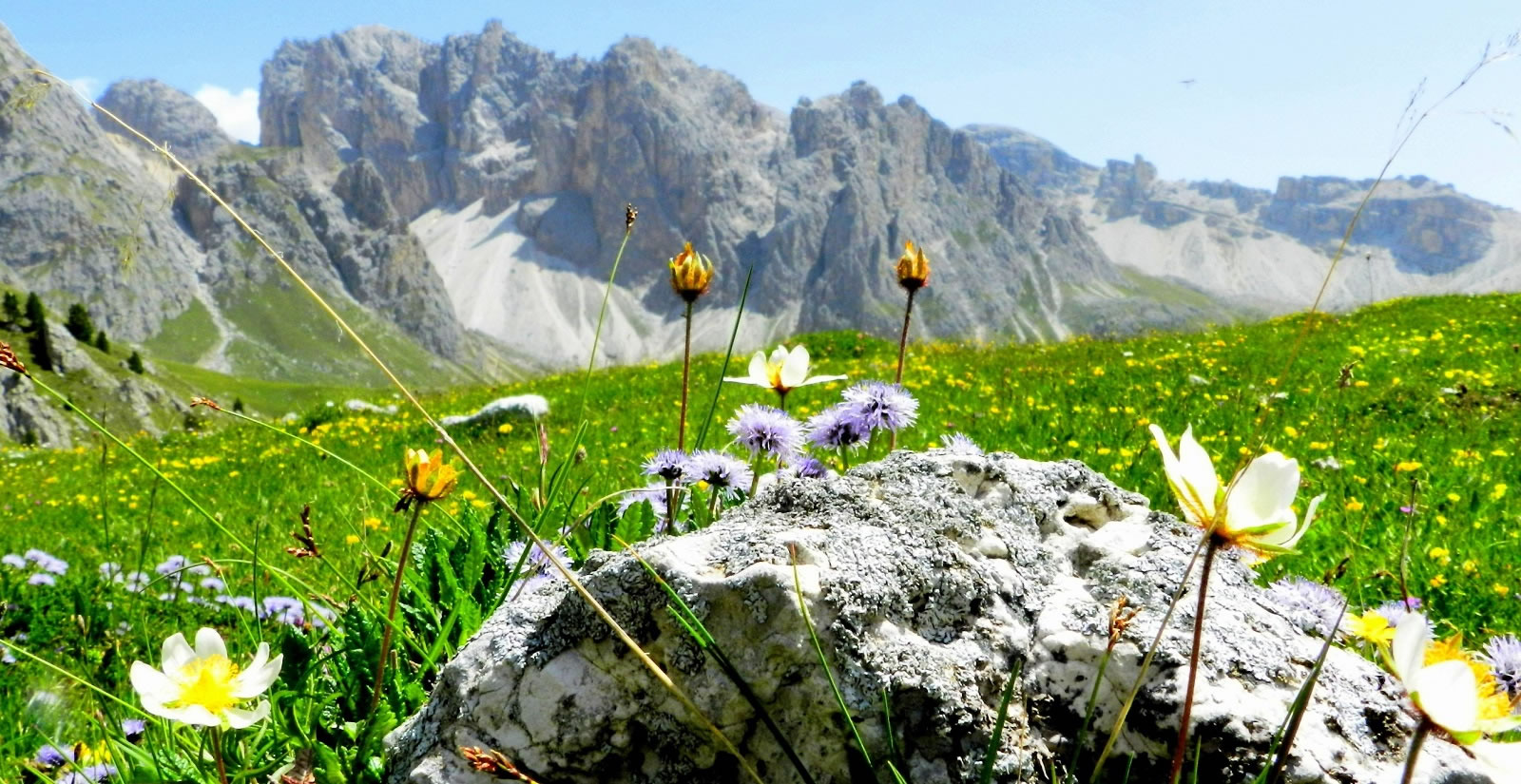 Alpenblumen in Südtirol