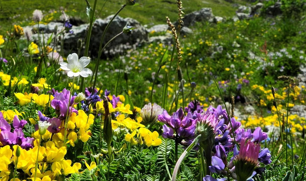 Bergblumen auf den Almen in Südtirol