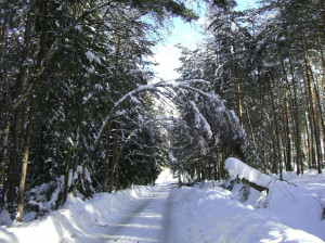 Wald Lichtenstern im Winter