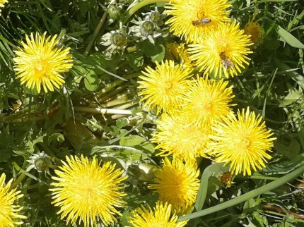 Lowenzahn Pusteblume Zigori Sudtiroler Bauernhofe